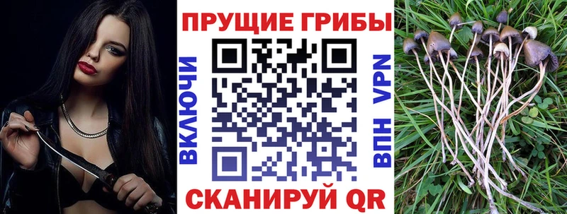 Псилоцибиновые грибы GOLDEN TEACHER  Томск 